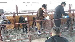 仔牛哺乳の様子【鯉淵学園農業栄養専門学校】（茨城県水戸市で農業と栄養を学ぶ専門学校）