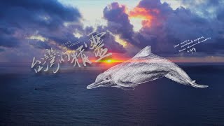 《地球的孤兒：台灣的精靈》 台灣白海豚：地球僅剩五十隻的海洋精靈