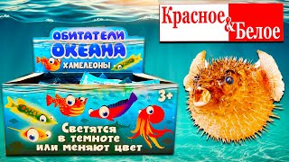 Собрали ПОВЕЛИТЕЛЕЙ ОКЕАНА из КБ / НАШЛИ РЕДКУЮ рыбу