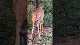 ごめんね　蛇さん🐍＃蛇　#しか  #snake  #deer  #nature  #animasi  #wildlife  #shorts #youtube