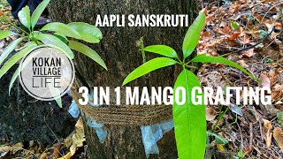 3 in 1 mango grafting | Detail process of khunti Kalam | #kokaniyoutuber #kokanvlog