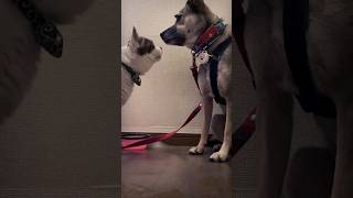 【虐待された犬アッチャン】生まれて初めて猫とキスをして「キョトン顔」の犬#shorts