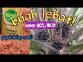 Manfaat Pupuk KCl untuk kelapa sawit | dosis dan fungsi pupuk kcl perangsang buah kelapa sawit