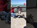 this man stepped up to rescue a pelican with a wire on its beak