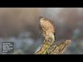 birds in the frost video footage a winter wonderland sparrowhawk jay blackbird..