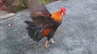 Junglefowl shows off wings after meal (餐后展示翅膀的红原鸡)