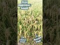 Mufradat di sawah | Pemandangan sawah pebayuran | Di coba | Kosa kata bahasa arab  #Short