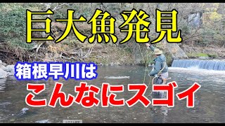 箱根早川の巨大マス