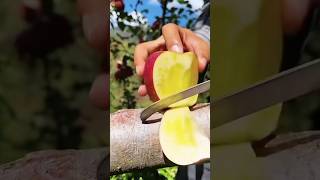 Enjoy Beautiful Rural Life🍎🍎 #425 #redapplecuting #fruitcutting