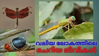 വലിയ ലോകത്തെ ചെറിയ ജീവികളെ കാണാം .  Nature Videos