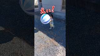 《1歳2ヶ月》ボール遊び　お気に入りを見つけたよ#日常#成長#子供#1歳児 #shortvideo#癒し#癒し#あかちゃんのいる生活#ショート#育児#short#shorts#赤ちゃん#親子#成長記録