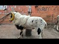 bakrid goat in tamil Chennai royapuram call number:9361457437❤️#shortvideo #youtubechannel#lowbudget