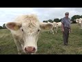 poll charolais cattle in the fields summer 22