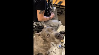 Metal Loving Dog In The Studio With Joey DeMaio