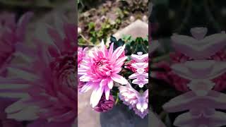 Flower Pic Video editing with capcut awesome #capcut#viral#capcutedit#shorts#flowers#mk_editz016