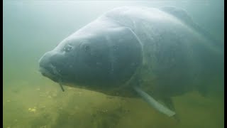 BIG CARP FROM THE WEED: Team Underfishing fishes on  De Karperhoeve - Timmy's Lake!