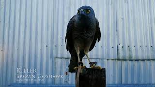 Brown goshawk