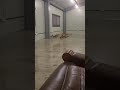 부르면 뛰어오는 고양이 cat running when called