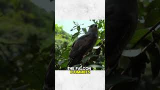 Peregrine Falcon: The Speed Demon of the Skies