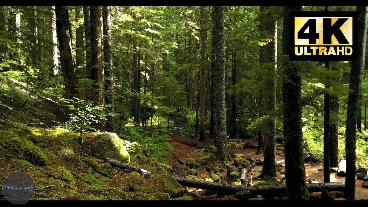 Natureza Filmagem Na Floresta Em Alta Qualidade Com Drone 4k