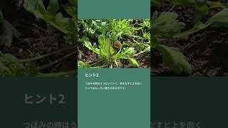 植物クイズ この花の名前は？ #Shorts