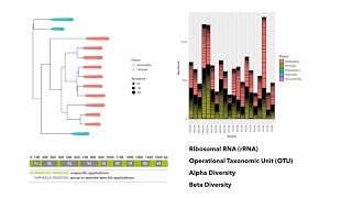 DADA2 and Phyloseq to analyze and visualize 16s rRNA Amplicon Metagenomic Sequencing Data