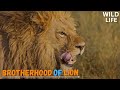 Brotherhood Of Lion In Wild Africa Jungle | Documentary in Tamil