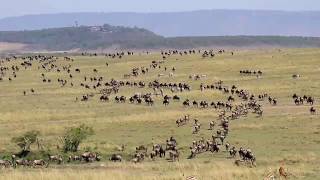 2017.Oct.Great Migration in Marsai Mara Kenya 肯亞動物大遷徙