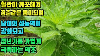 달맞이꽃-혈관이 청년처럼 건강해져 뇌졸중이나 심장동맥 질환없이 활력넘치는 노후를 원한다면 이 약초를 주목하세요!!