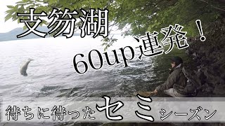 【支笏湖セミルアー】ブラウン60up連発！