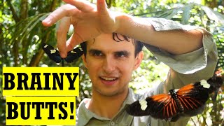 i found the world's BRAINIEST butterfly!