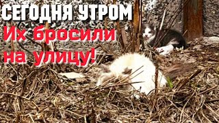 Брошенные на холод кошка с котёнком жались друг к другу/Они прятались от людей и им некуда идти/CAT