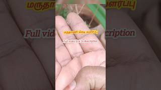 இவ்வளவு சின்ன தொட்டி போதும் | #gardeningtips