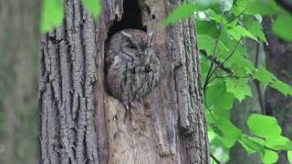 oriole harassing screech owl