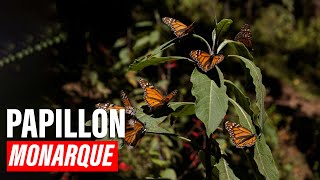 Migration du papillon monarque – Le voyage mystique du Mexique | Explore Edge en Français