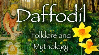 Daffodil. Folklore, symbolism and Mythology of the Daffodil flower (Narcissus)