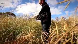 Weedmaster® DST®  - How does it works in pre harvest canola?