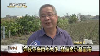 雲林新聞網-氣候不穩雨水太多 蒜頭縮水產量減