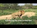 unveiling the fascinating ritual of lions scent marking