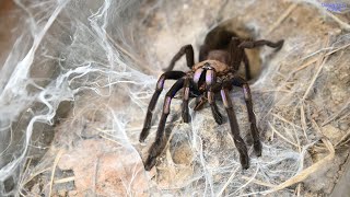 일렉트릭 블루 리뷰 본편/Chilobrachys sp.\