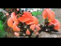 erythrina fusca lour plant