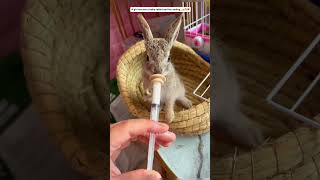 A girl saved a little rabbit and the ending… #cuteanimals #rabbit #shortvideo #shorts