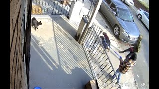 'Get him! Get him!' Two suspects sicc dogs on a cat in Philadelphia neighborhood