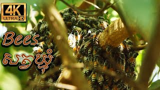 bees សត្វឃ្មុំ ​Part 01