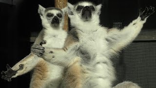 【京都市動物園】陽がさすと手を広げるワオキツネザル　Ring tailed lemur, spreading out his hands when the sun hits