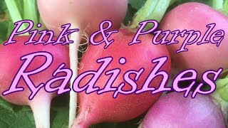 Pink \u0026 Purple Radishes🥕