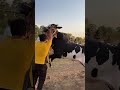 viral trending youtube youtubeshorts shorts explorepage bull angrybull eiduladha2024