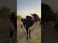 viral trending youtube youtubeshorts shorts explorepage bull angrybull eiduladha2024