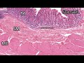 digestive system histology review and practice