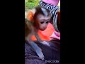 優しいママとかわいい赤ちゃんモンキーtiny baby monkey ！cute baby monkey